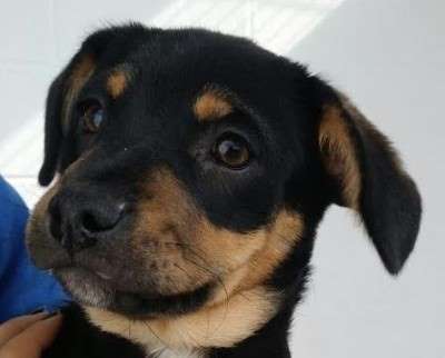 Rotti - adoptiert in Belgien