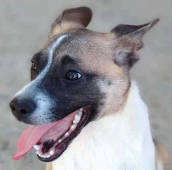 Arnau - adoptiert in Spanien