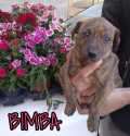 Bimba - adoptiert in Spanien