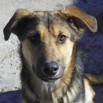Xena - adoptiert in Deutschland