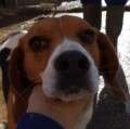 Daina - kleine Beagledame sucht nun Familie für IMMER ! - adoptiert in Spanien
